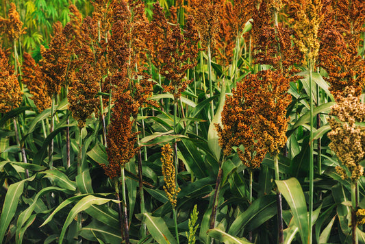 Sorghum Flour